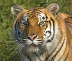 Siberian Tiger Fast Facts