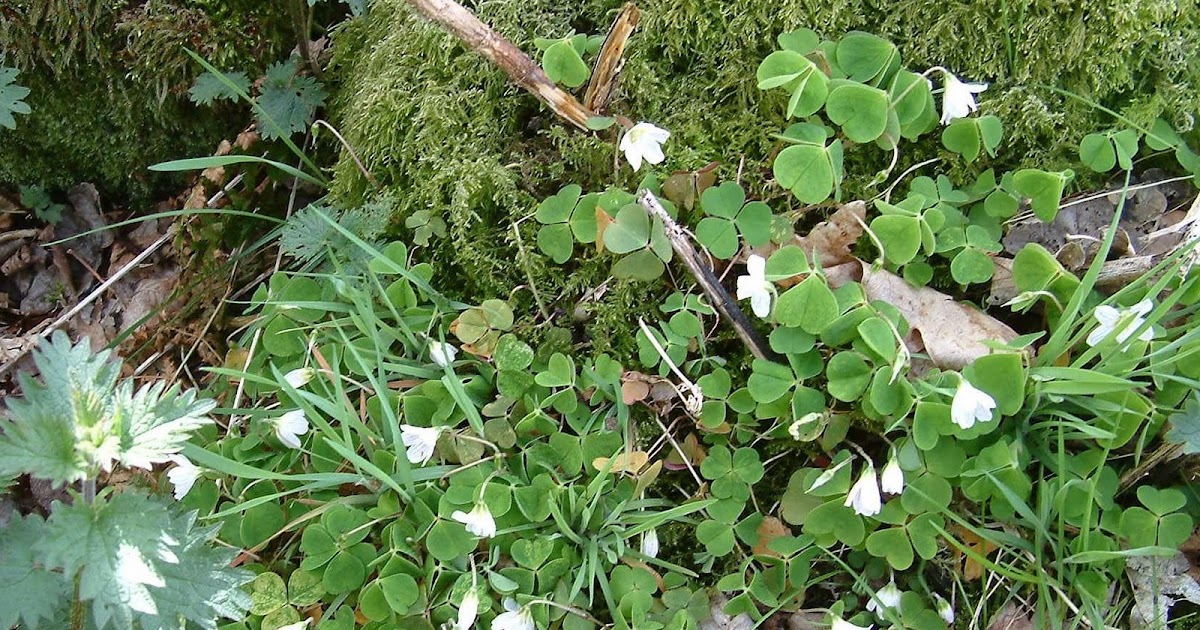 Wildlife in Colesbourne Woodsorrel.....facts and fables.....