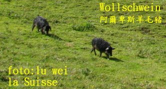 [Wollschwein.JPG]