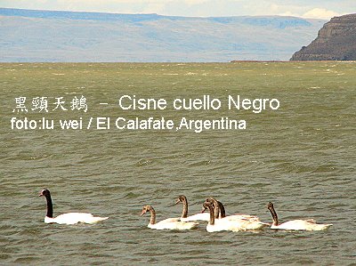 [Cisne+Cuello+Negro.JPG]