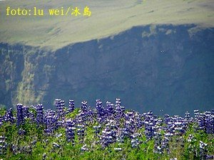 [Lupinas+Iceland+luwei.jpg]