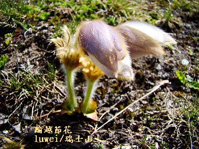 [luwei+pasque+flower0.JPG]
