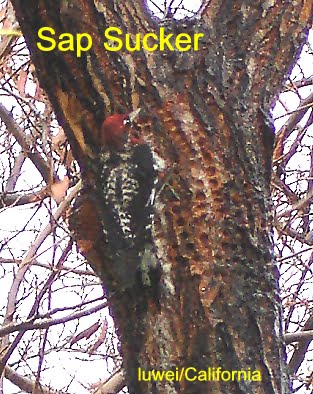 [13woodpecker+live.JPG]