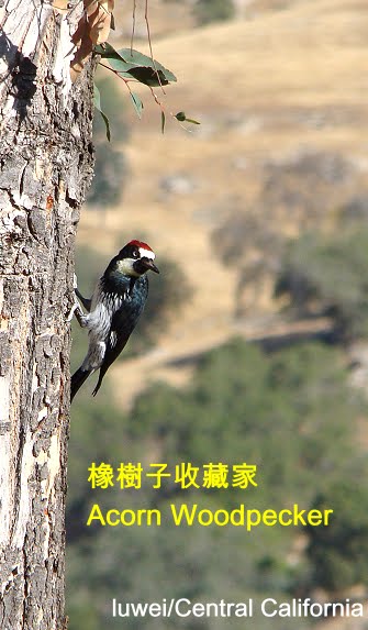 [08+Woodpecker.JPG]