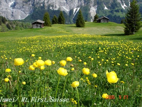 [Alpen+blum+luwei.JPG]