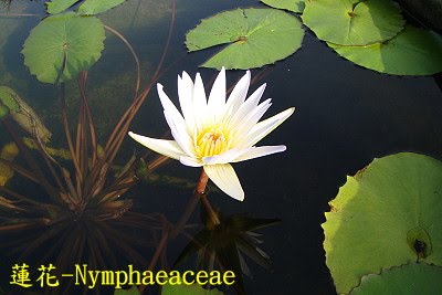 [water+lily.JPG]