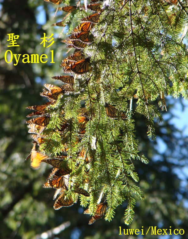 [une+grape+de+papillon.JPG]