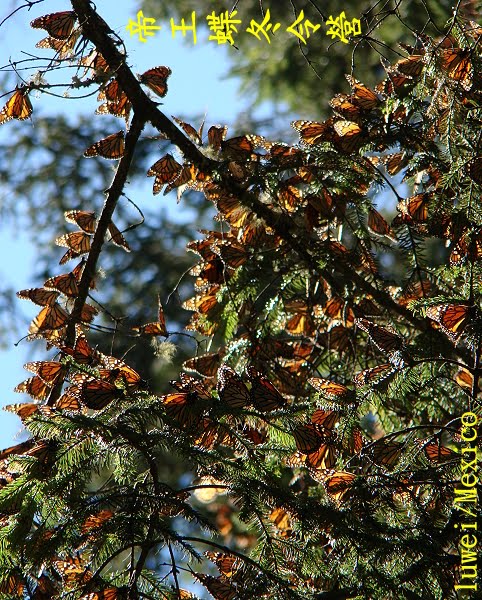 [Mariposa+sur+Omeyel.JPG]