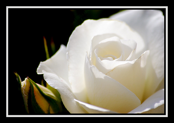 [371554_2ed2ef811_l.jpg]