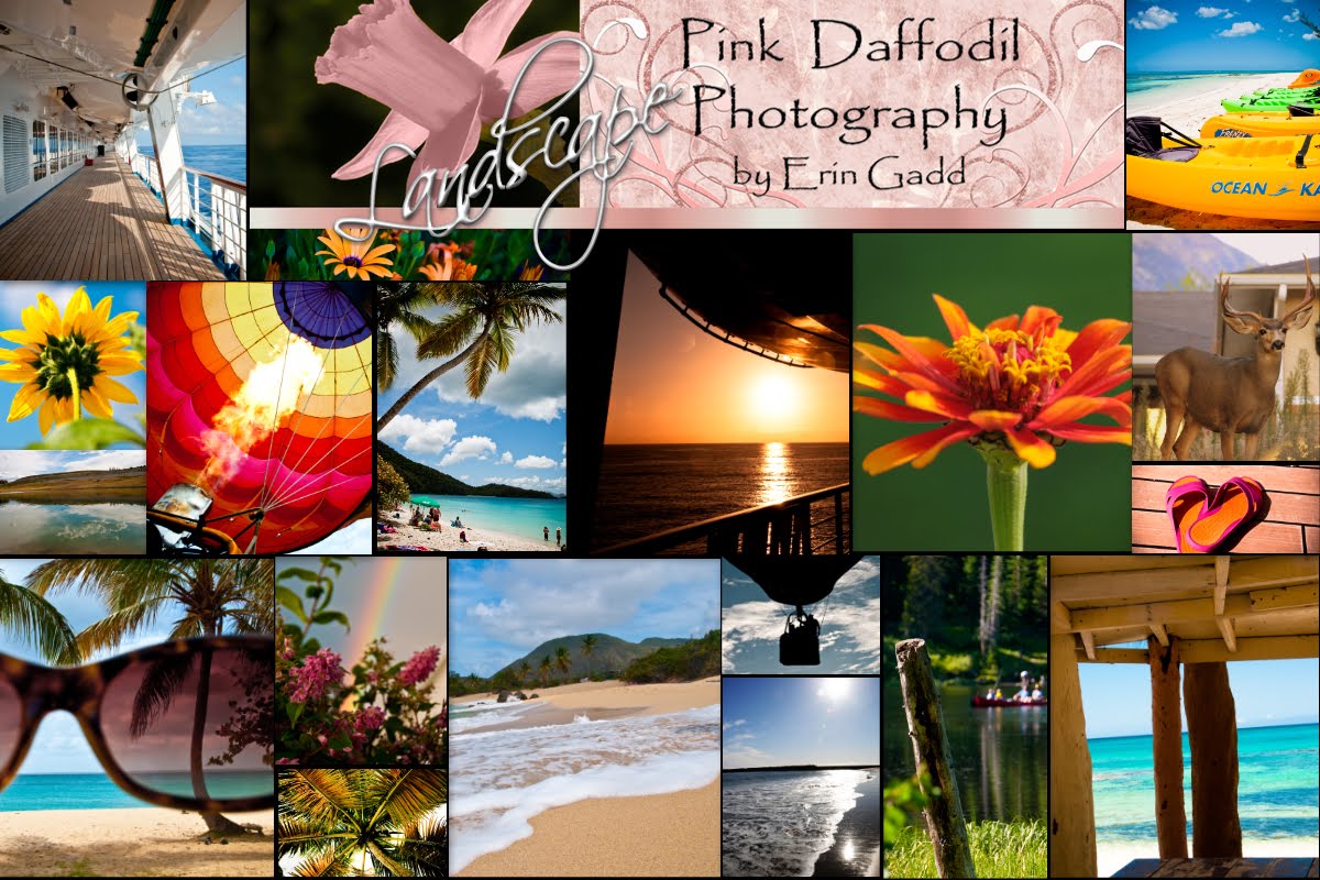 Pink Daffodil Photography Landscape Gallery