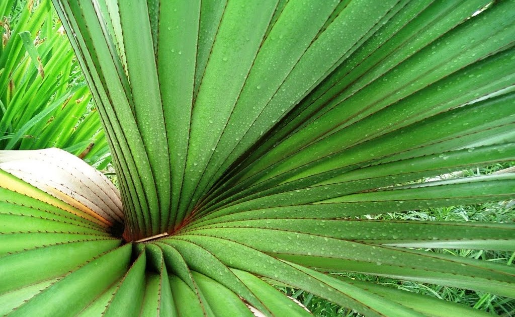 PalmScapes The Red Edged Pandanus