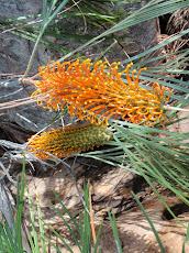 Fern-leaved Grevillea