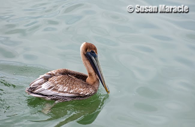 [pelican2.jpg]