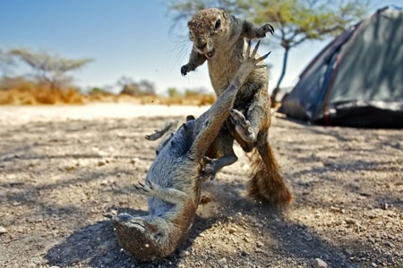 [SquirrelsMainNHPA_450x300.jpg]