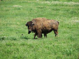 Minnedosa Bison