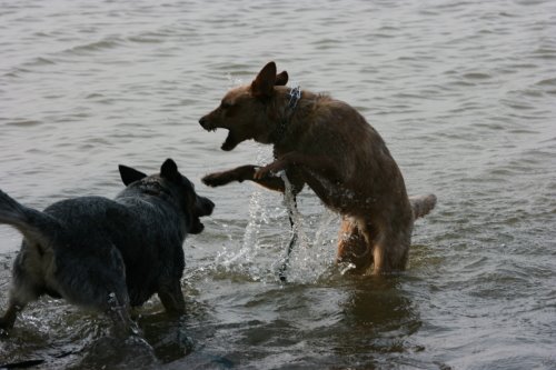 [Gus_and_Louie_swimming.JPG]