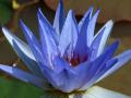 BLUE LOTUS*