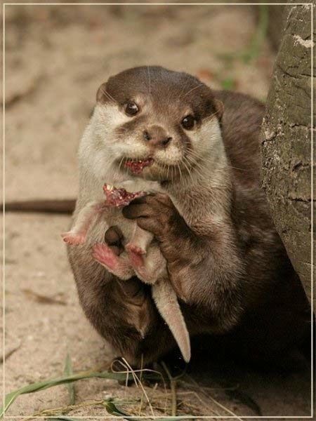 [ottermombite.jpg]