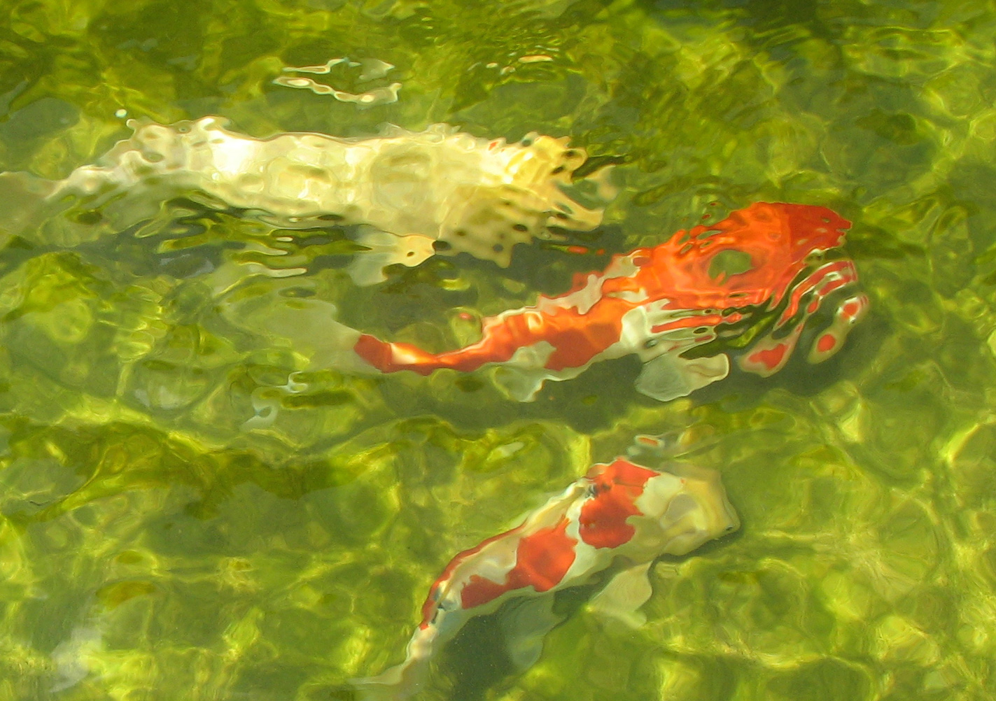 koi abstract