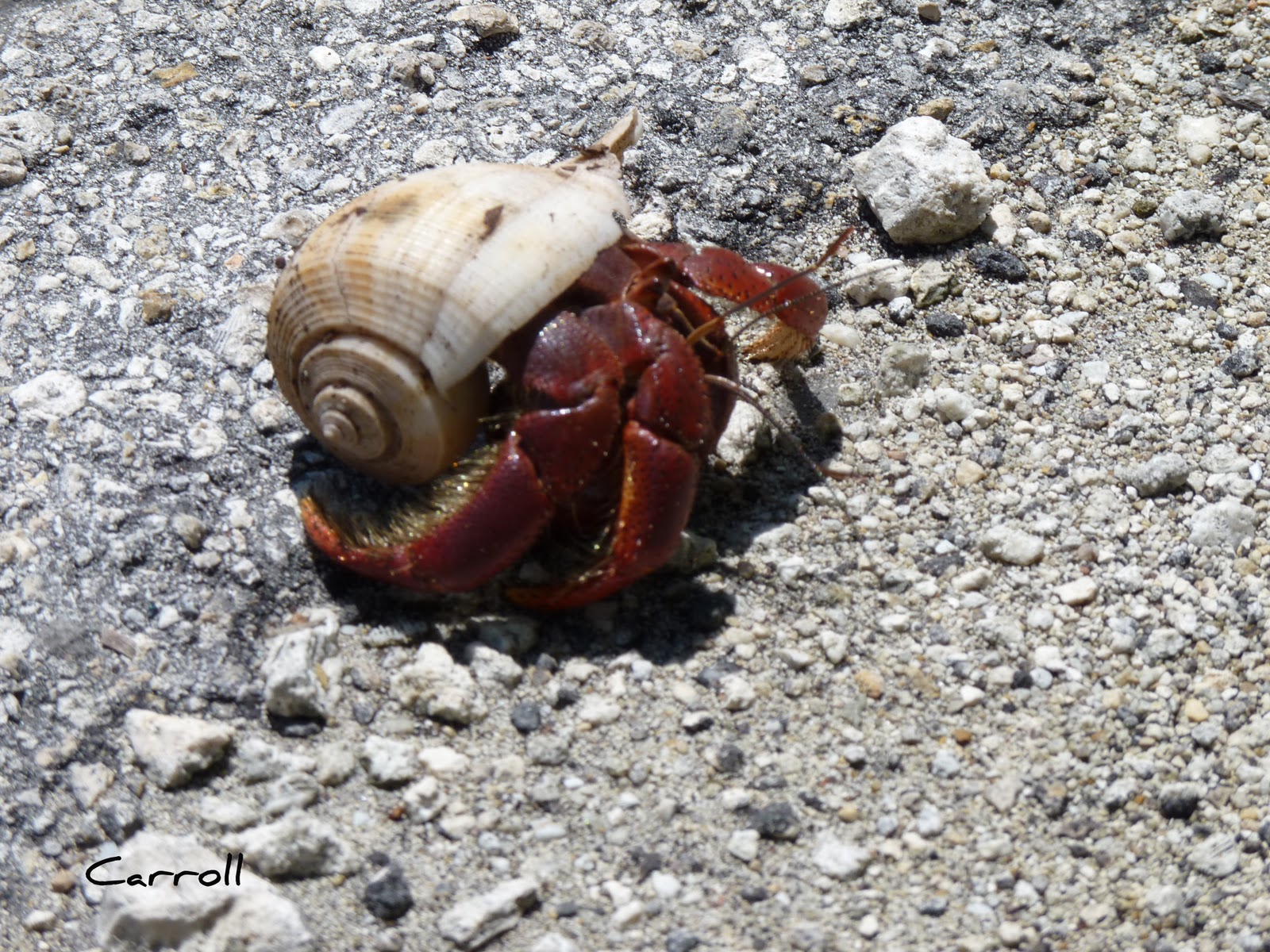 Opiniones de Paguroidea