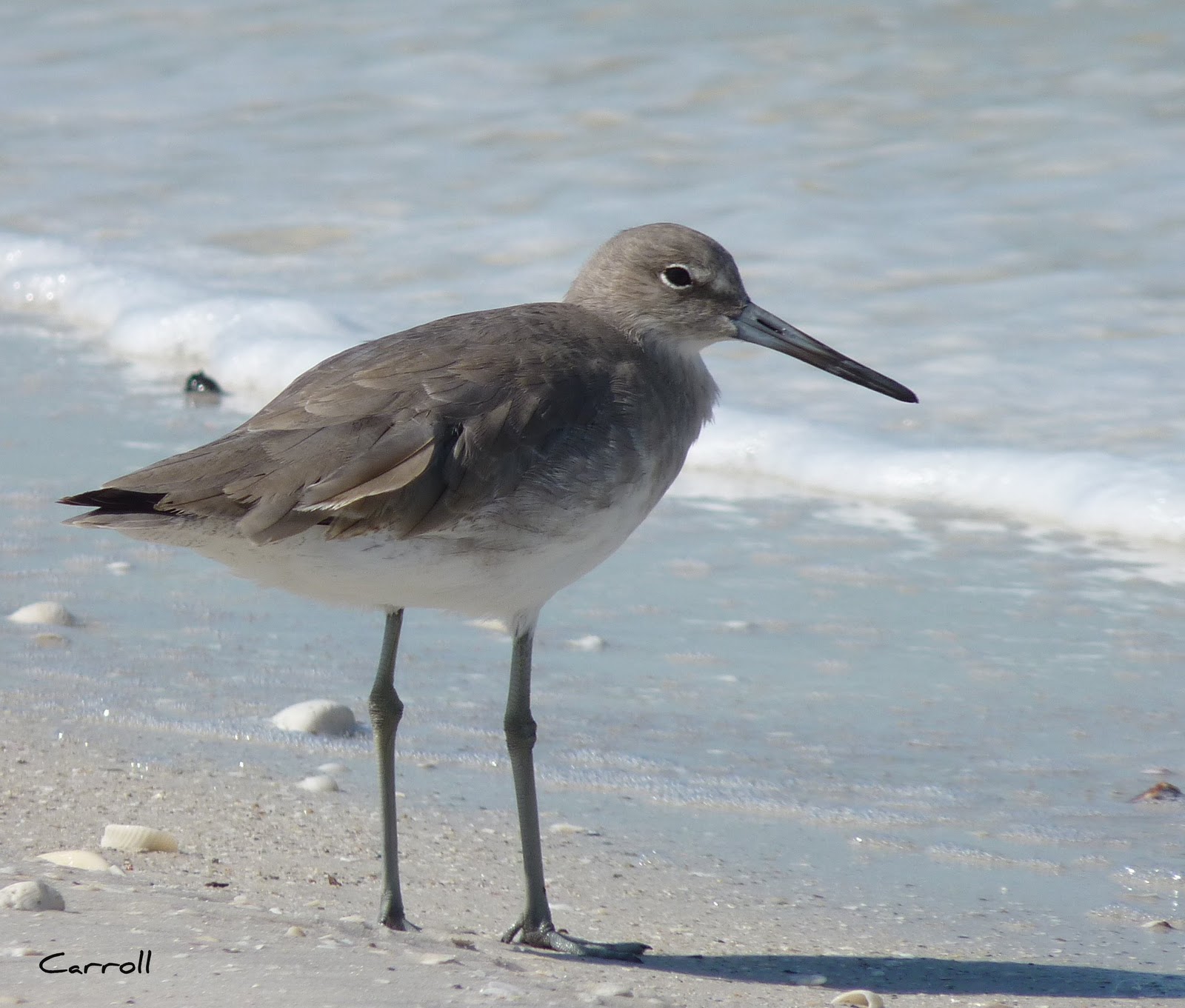 Into the Woods and Elsewhere Florida beach birds and others