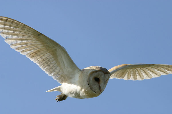 Barn Owl Sounds