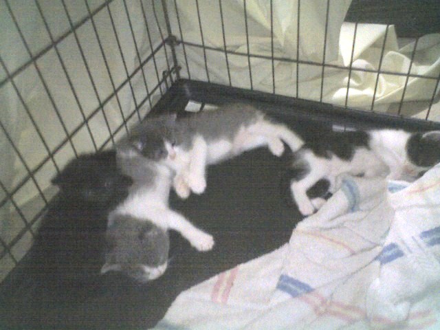 [kittens+004.jpg]