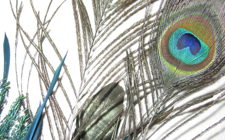 Peacock feather