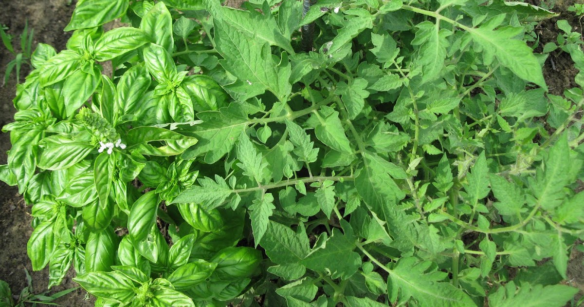 Simply Homemaking How to Preserve fresh Genovese Basil