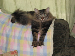 Sasha- Neurotic Cat #2