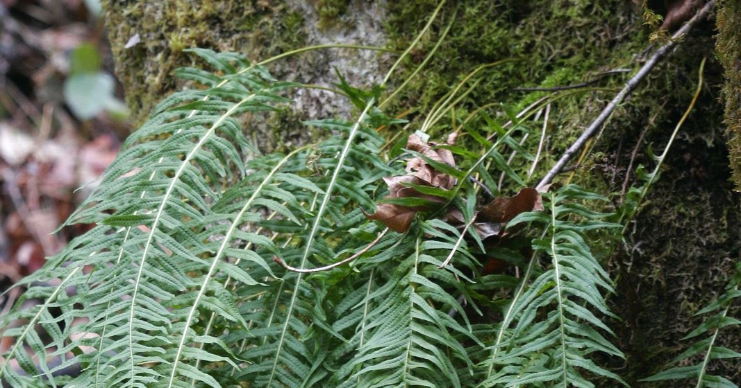 NWflora Licorice Fern, Polypodium glycyrrhiza
