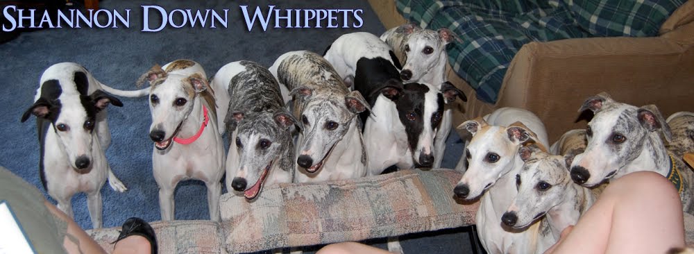 Shannon Down Whippets