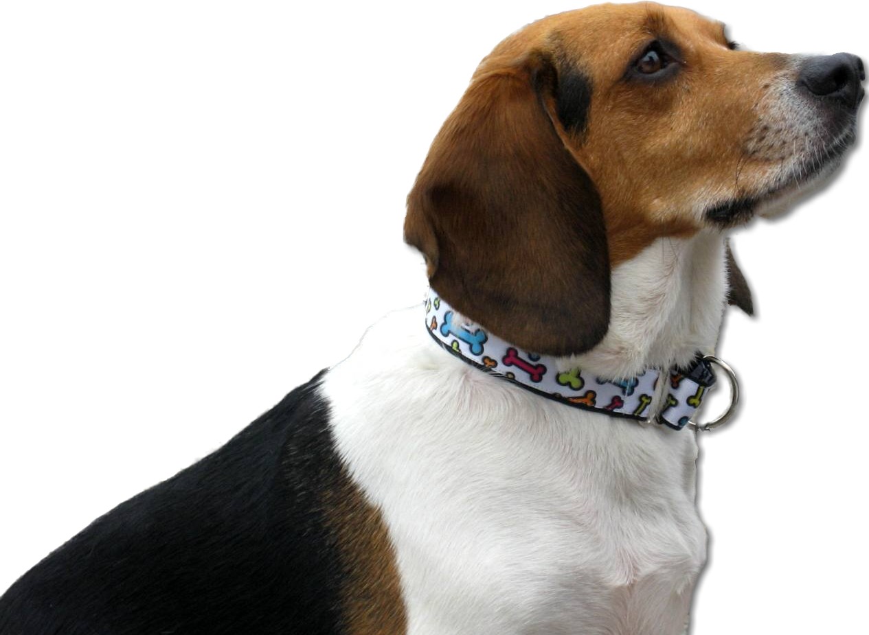 Sirius Republic Blog Martingale Collars 101