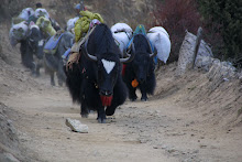 San fermines de Yaks