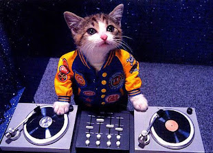 dj  gato