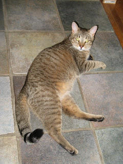 Fergie lounging on the floor
