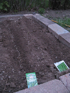 Rows of peas and beans in my new garden