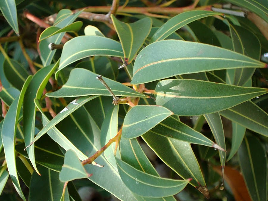 [Eucalyptus+ficifolia_6.jpg]