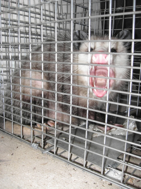 [Opossum.jpg]