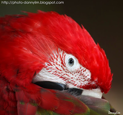 Penang-Bird-Park-Macaw