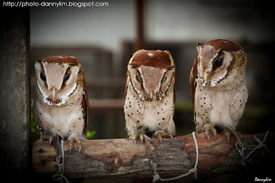 Owl-Penang-Bird-Park-2