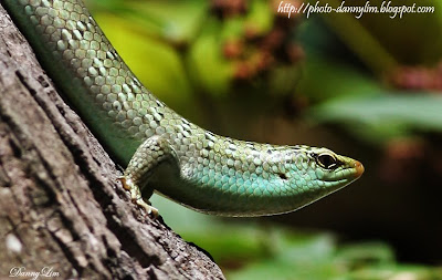 Gecko-Tropical-Spice-Garden-Penang