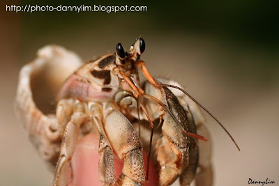 Hermit-Crab-1