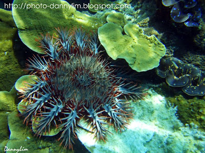 Crown-Of-Thorns-Starfish