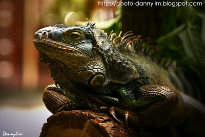 Taiping-Zoo-Green-Iguana