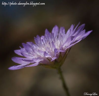 Wild-Flower-Delphi-22
