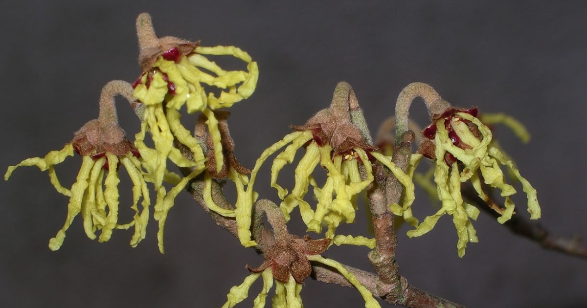 Unusual Kentucky Unusual plants of Kentucky