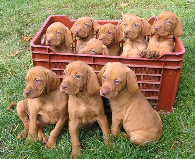 The 32 Best Dog Breeds World Inside Pictures Vizsla Puppies Pets Dog Breeds