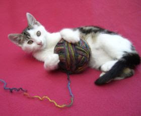 Cat String