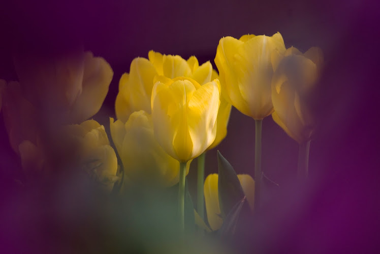 Gele tulp door de paarse heen gefotografeerd